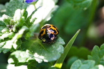 Ladybug Macro