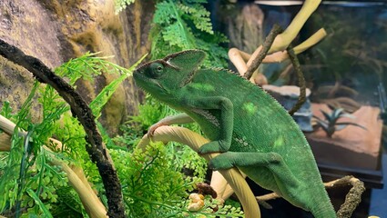 chameleon on a brunch