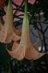 Vertical shot of brugmansia versicolor