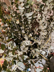 Spring flowers of bright colors.