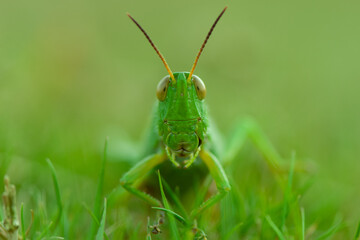 grasshopper on the grass