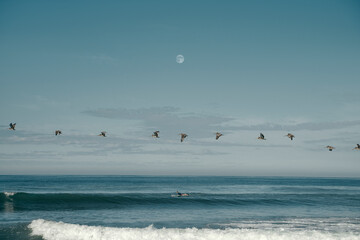Surf con aves en el mar 