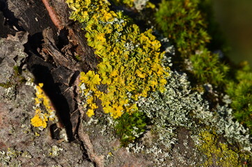 Gelbflechte,  Xanthoria-parietina