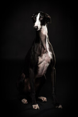 portrait of a spanish greyhound

