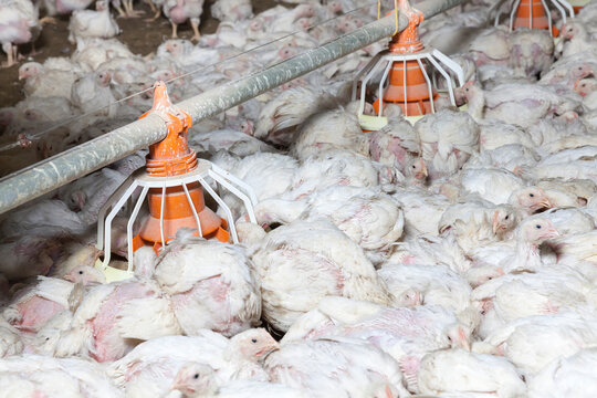 broiler breed of chicken