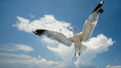 Seemöwe mit gespreizten Flügeln unter blauem Himmel mit Wolken