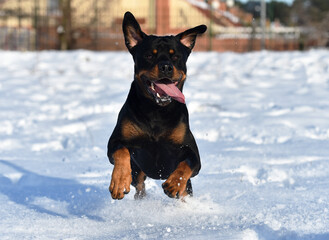 a puppy rottweiler in the snow