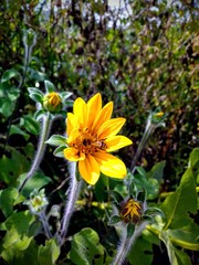 yellow flowers in the garden