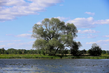 Trees on the river, Poland