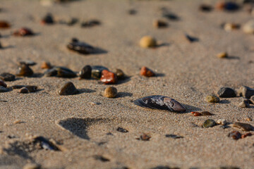 Steine und Muscheln am Strand