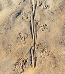 Fototapeta na wymiar Marine Iguana (Amblyrhynchus cristatus) tracks in the sand, Santa Cruz island, Galapagos national park, Ecuador.
