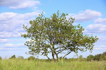 Fototapeta na wymiar Tree on a meadow, Poland