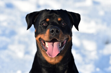a puppy rottweiler in the snow