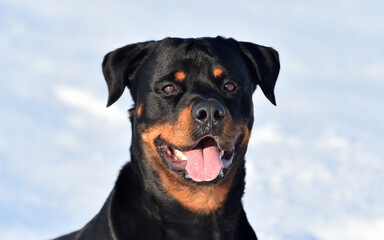 a lovely rottweiler in the snow