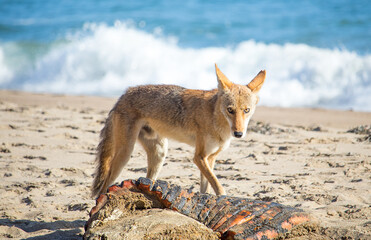 Coyote on the Beach