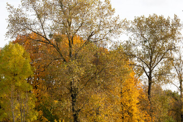 Naklejka premium maple foliage in autumn leaf fall