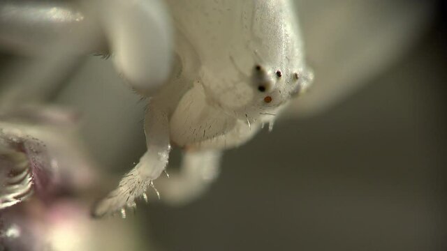 Detail der beweglichen Augen und Kiefer der Veränderlichen Krabbenspinne Misumena vatia, die auf Blüten auf unvorsichtige Insekten wartet