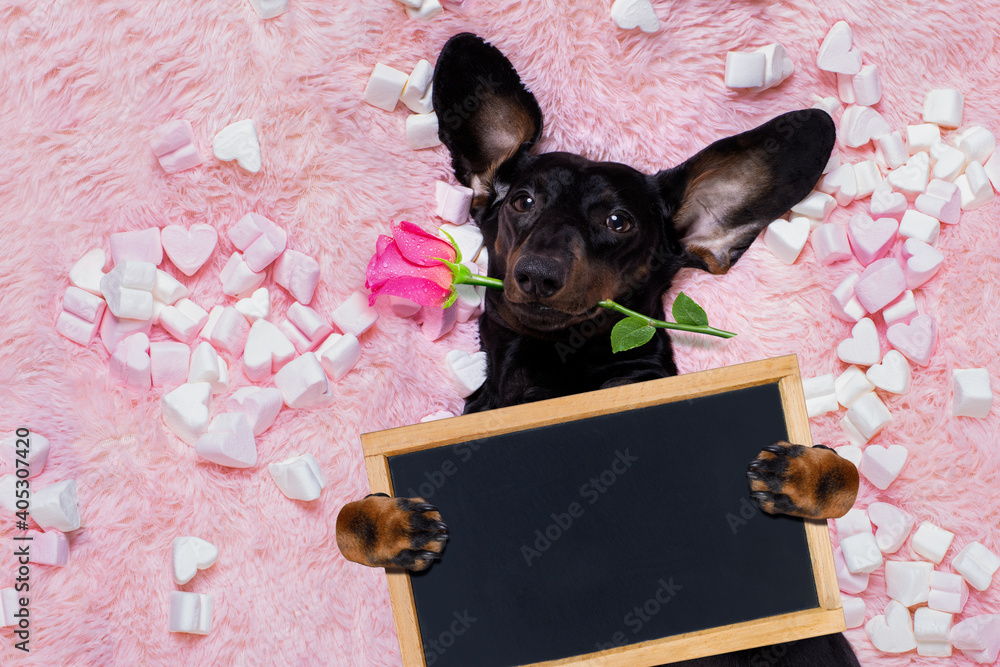 Canvas Prints happy valentines dog in bed of marshmallows