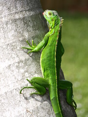 Obraz premium Iguana be in pictures tree climber
