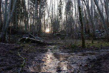 a small rapid river flows through a beautiful forest with large trees