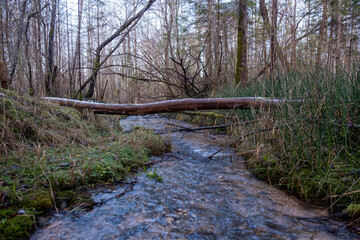 a small rapid river flows through a beautiful forest with large trees