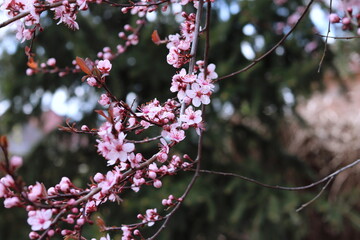 pink blossom