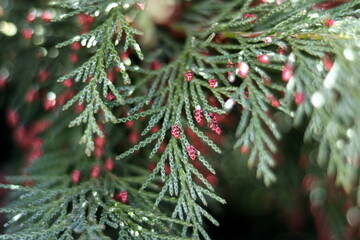 christmas tree branches with cones