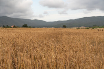 Obraz premium wheat field in the summer