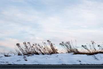 Winter landscape, with some dry plants and a straight horizon line