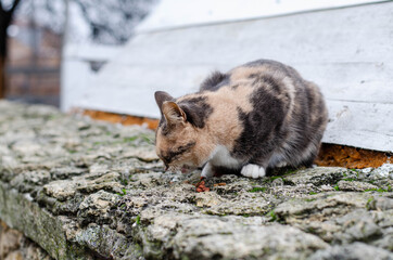 The street cat is eating. Yard abandoned cat. Pet.