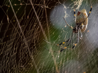 ARAÑA CAMPO INSECTO, ARACNIDO,DEPREDADOR,TELARAÑA,CAMPO.