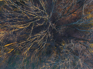 Aerial - Trees in Autumn