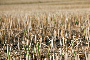 Fototapeta premium agricultural field with prickly straw