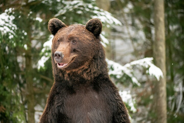 Naklejka na ściany i meble Brown bear in the winter forest