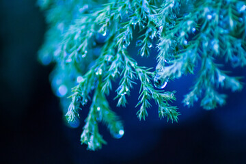 Blue forest background of fir tree branches with water drops after the rain. Evergreen coniferous garden tree. Perfect for Christmas and New Year design with free space for text