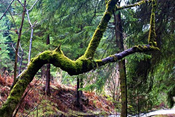 curved tree covered with bright green moss against backdrop of green spruce forest