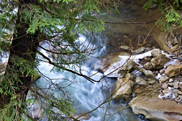 motion blurred streams of mountain river water through green branches of spruce from top view