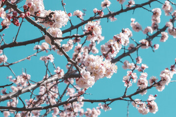 Spring flowers on blooming apricot tree branch. Apricot tree in bloom against blue sky