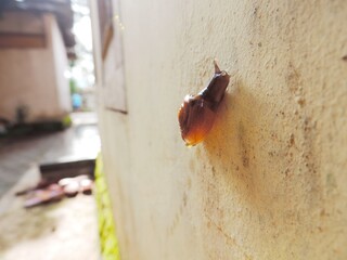 a snail clinging to the wall