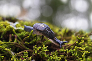 black snail in the forest