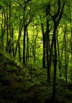 Forests Nature photos, royalty-free images, graphics, vectors & videos ...