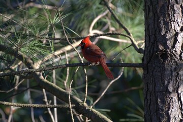 Cardinal red bird