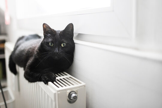 Portrait of black cat relaxing on top of radiator