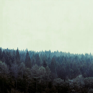 Clear sky over foggy autumn forest
