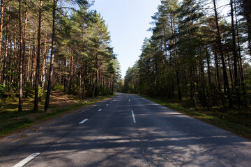 mixed forest in the autumn season