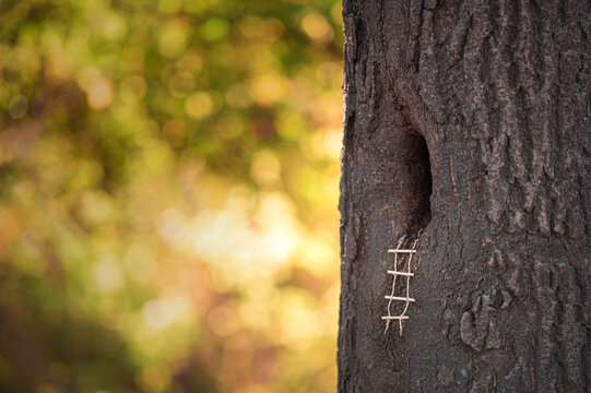 Kleine Strickleiter f&uuml;hrt in ein Versteckt im Baumstamm