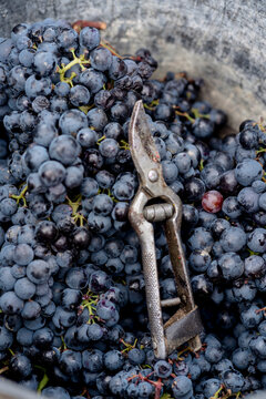 Black grapes in bucket with harvesting scissor