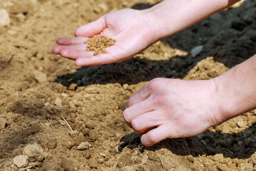 woman hands sowing seeds. Woman putting seeds into fertile soil