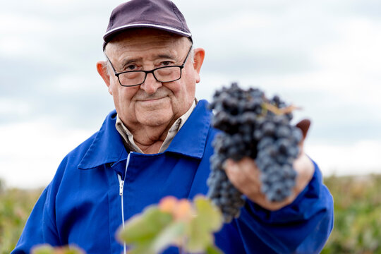 Senior man with bunch of black grapes against sky