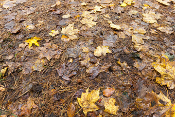 fallen to the ground foliage of deciduous trees